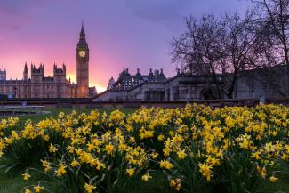 yellow flowers by Ming Jun Tan courtesy of Unsplash.